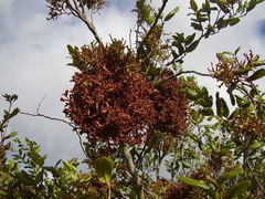 Eriophyes paratrophis