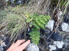 Anisotome lyallii