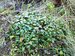 Gentianella saxosa