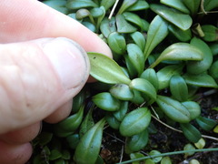 Gentianella saxosa