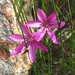 Geissorhiza elsiae - Photo (c) YvettevW, some rights reserved (CC BY-NC), uploaded by YvettevW