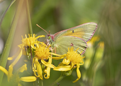 Colias canadensis