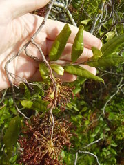 Eriophyes paratrophis