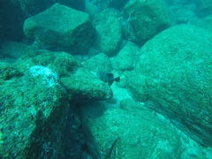 Pseudobalistes naufragium