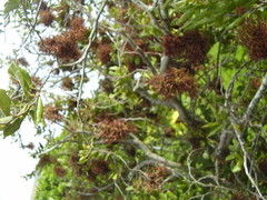 Eriophyes paratrophis