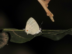 Lathecla mimula