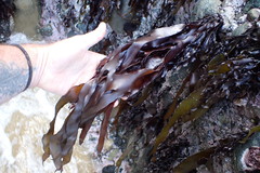 Pachymenia dichotoma