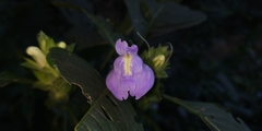 Calacanthus grandiflorus
