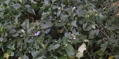 Calacanthus grandiflorus