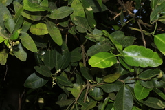 Atalantia racemosa
