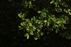 Atalantia racemosa