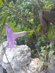 Ipomoea crinicalyx