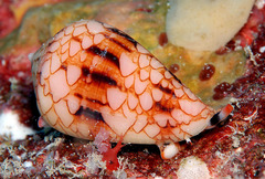 Conus retifer image