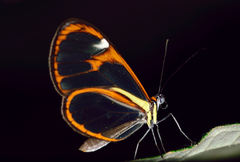 Ithomia agnosia zikani