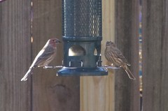 Haemorhous mexicanus