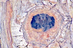 Psiloscops flammeolus