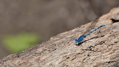 Argia funebris