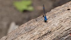 Argia funebris
