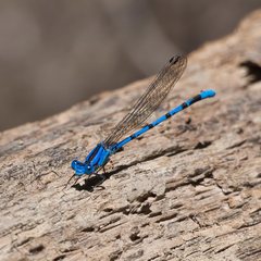 Argia funebris