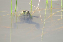 Lithobates chiricahuensis