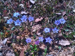 Gentiana thunbergii thunbergii