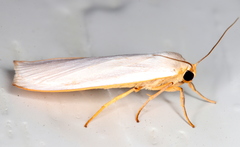 Hesychopa chionora