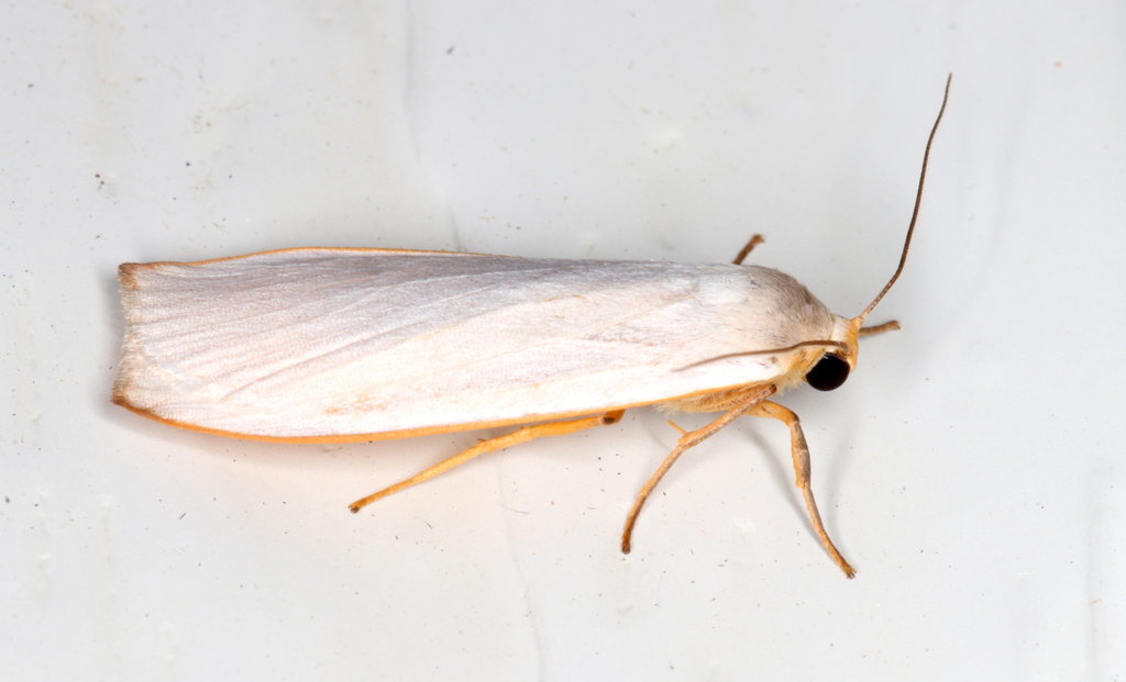 white footman