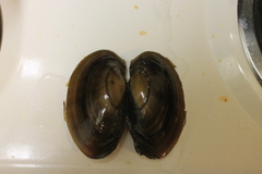 Potamilus amphichaenus