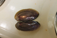 Potamilus amphichaenus