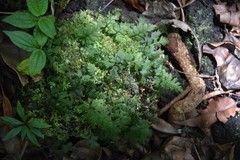 Hymenophyllum inaequale