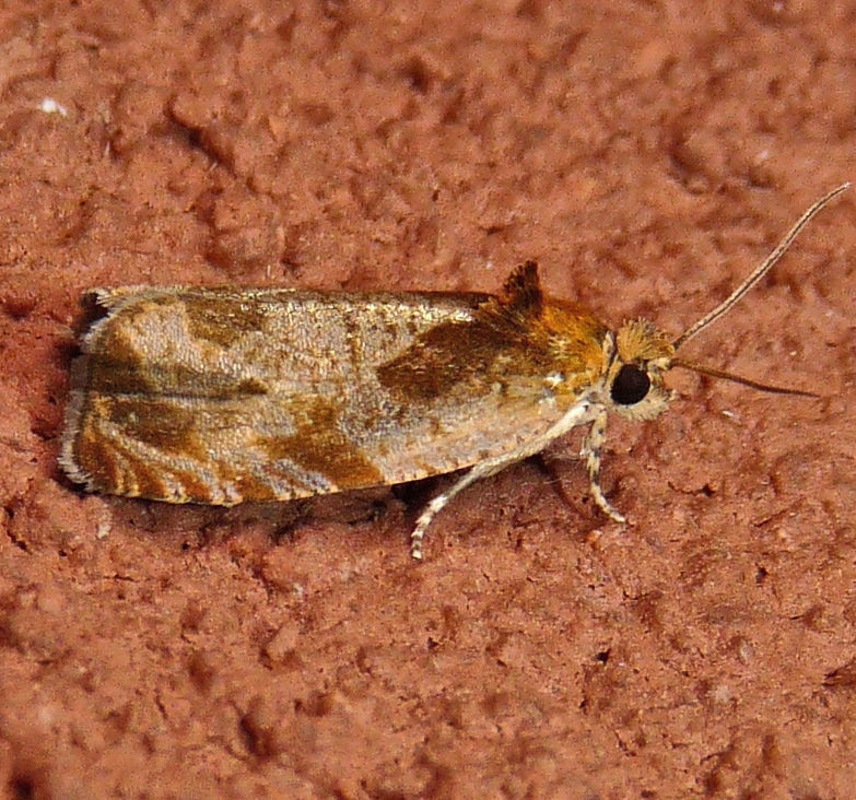 Ocher Olethreutes