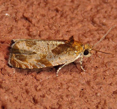 Olethreutes ochrosuffusanum