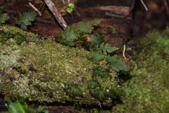 Hymenophyllum inaequale