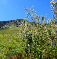Leucadendron rourkei