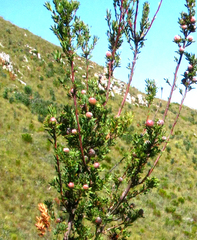 Leucadendron rourkei