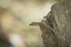 Anolis unilobatus