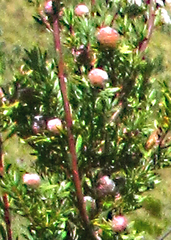 Leucadendron rourkei