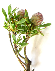 Leucadendron rourkei