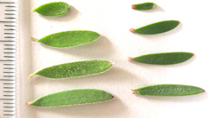 Leucadendron rourkei