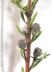 Leucadendron rourkei