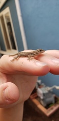 Sceloporus occidentalis