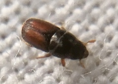 Scolytus
