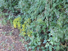 Peucedanum verticillare