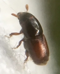 Scolytus