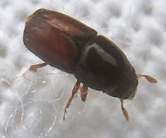 Scolytus