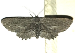 Aethaloida packardaria