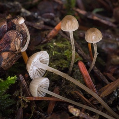 Mycena cinerella
