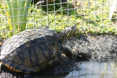 Trachemys scripta elegans
