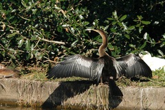 Anhinga anhinga