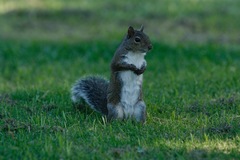 Sciurus carolinensis